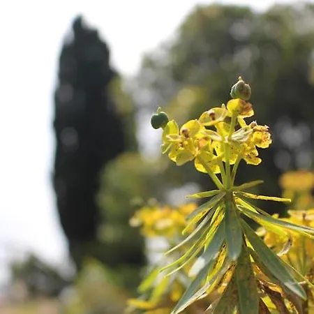 Vakantiehuis Il Trullo Di Funnuvojere Corsano (Apulia)